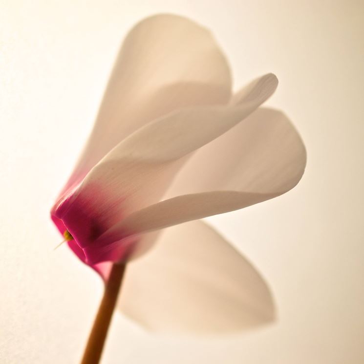 Un fiore di ciclamino bianco