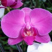 Orchidea viola.