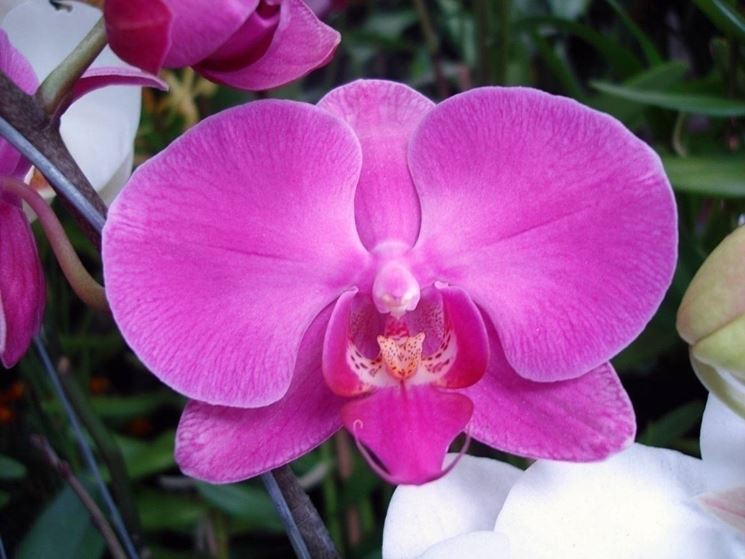 Orchidea viola.