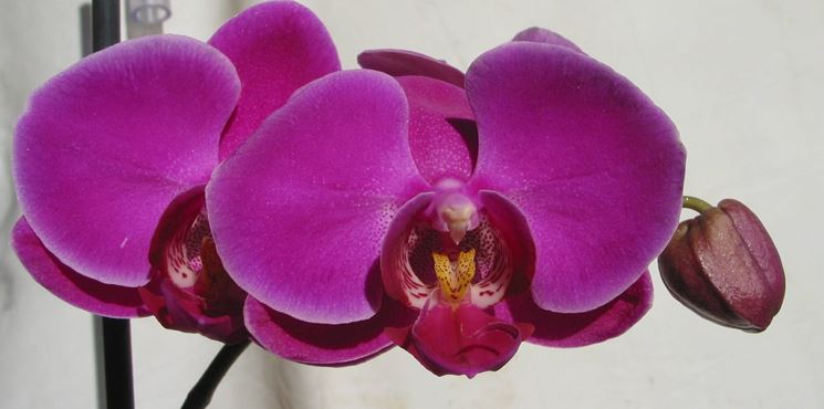 La Phalaenopsis  l'orchidea pi diffusa.