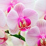 orchidea rosa