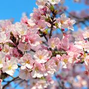 significato fiori di ciliegio