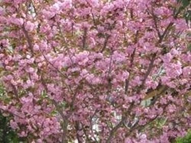 significato fiori di ciliegio