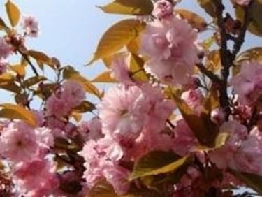 significato dei fiori di ciliegio