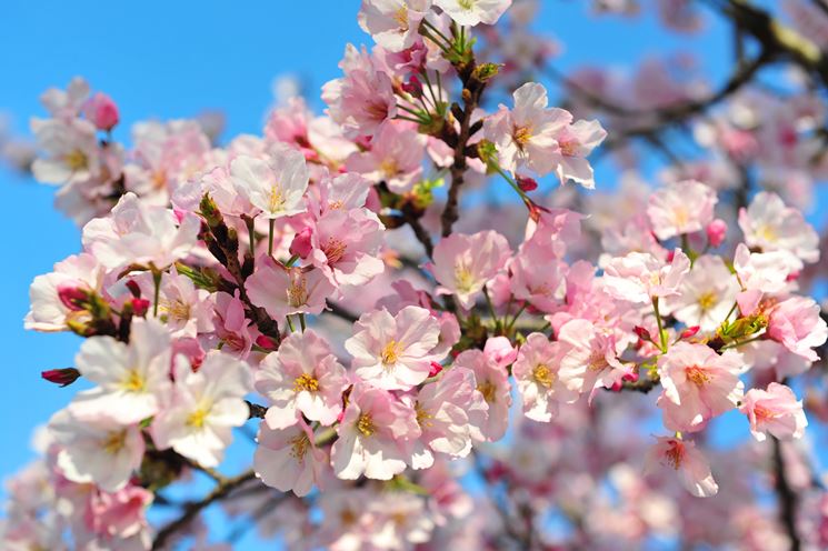 significato fiori di ciliegio