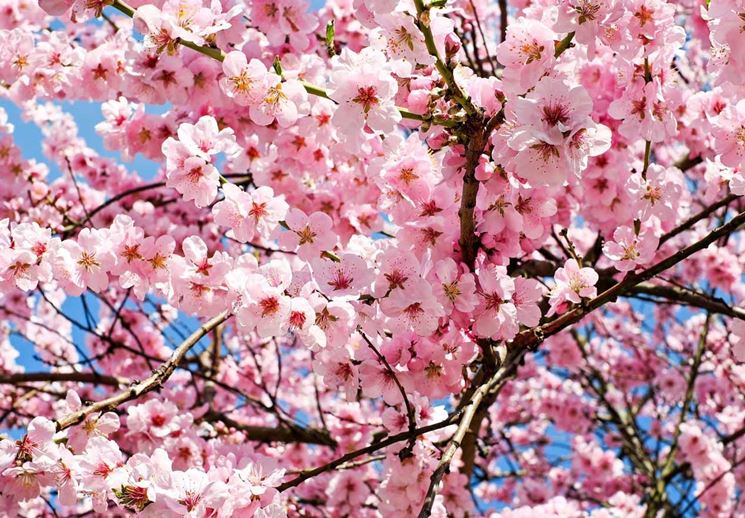 significato dei fiori di ciliegio
