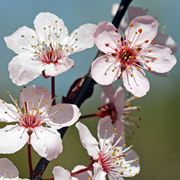 immagini fiori di pesco