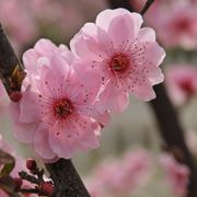 pesco in fiore