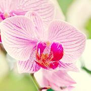 orchidea nera significato