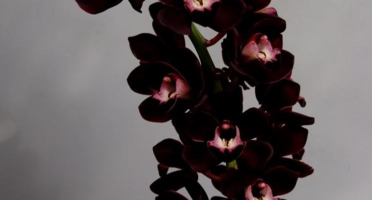 Significato orchidea nera