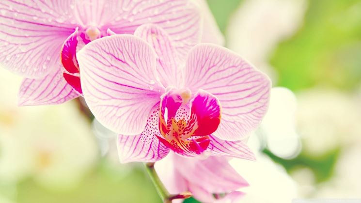 Nero orchidea sesso