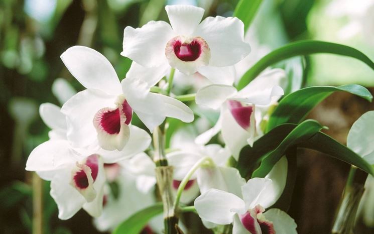 fiori orchidea
