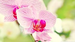 fiori orchidea