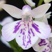 orchidea tatuaggio