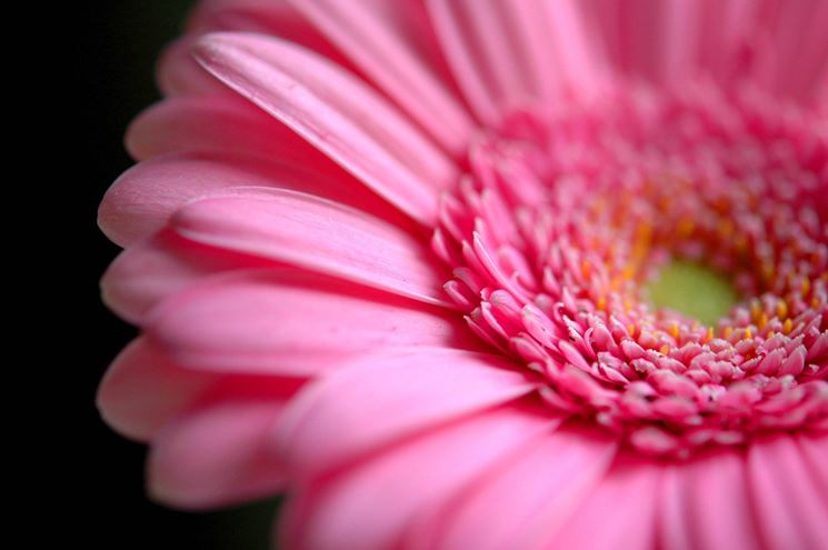 Gerbera rosa