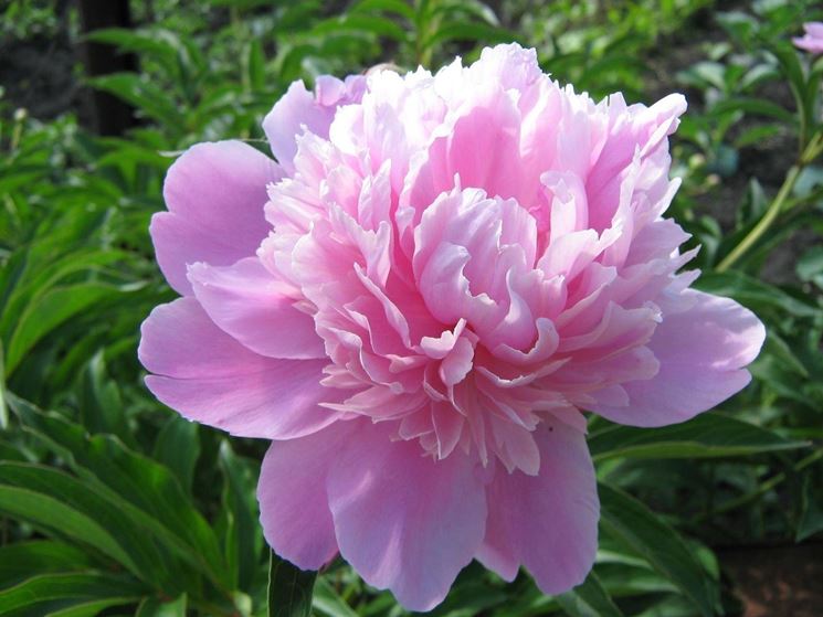 Peonia rosa