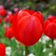frasi sui tulipani