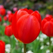 tulipano rosso