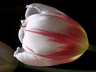 tulipano screziato