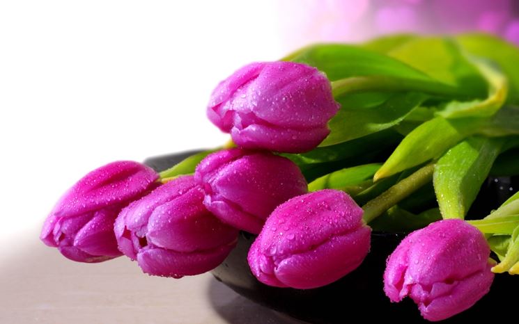tulipani violetti