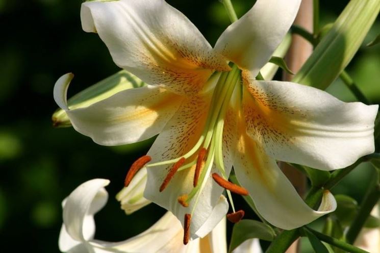 fiore giglio