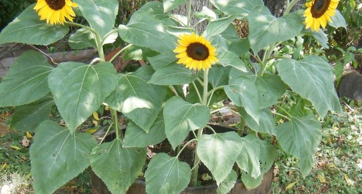 girasole in vaso