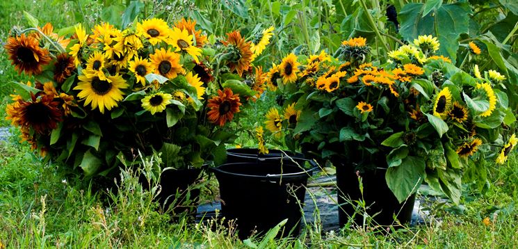 girasoli in terra