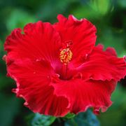 fiori hawaiani