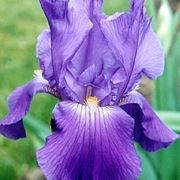 iris