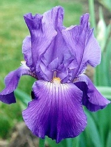 iris