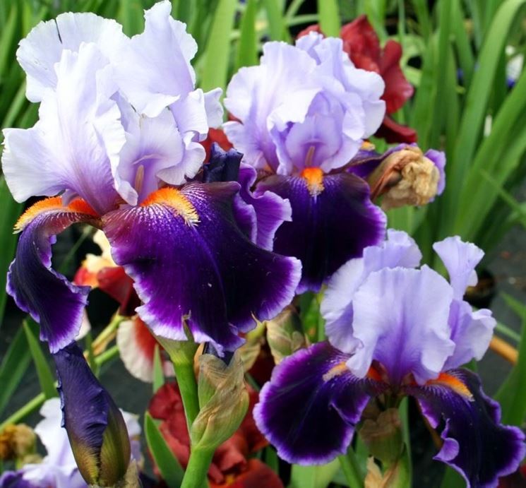 fiore iris