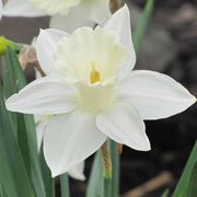 narciso