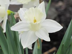 narciso