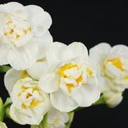 fiore narciso