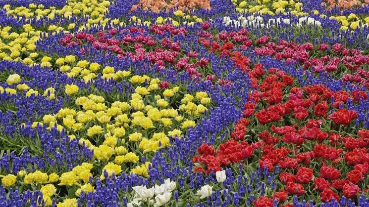 Allestire un campo di fiori