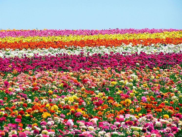 E' PRIMAVERA E TORNA, COME ALLORA, UNA VOCE CHE DICE "LASCIA AD ALTRI I PROGETTI TROPPO LUNGHI, ARRICCHISCI IL TUO TEMPO E NON CERCARE PIU' DEL PANE QUOTIDIANO, LASCIATI ANDARE ALLA VITA E NON DISPERARTI MAI" - Pagina 12 Campo-di-fiori_NG2