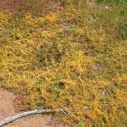 Cuscuta campestris