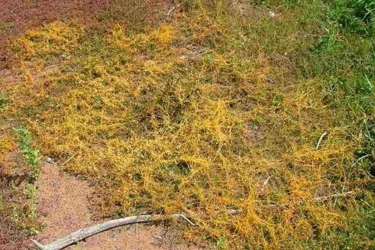 Cuscuta campestris