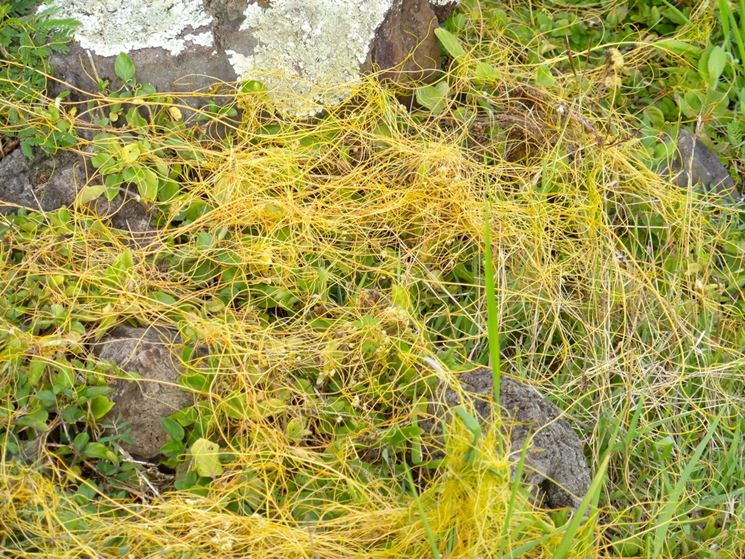 cuscuta campestris