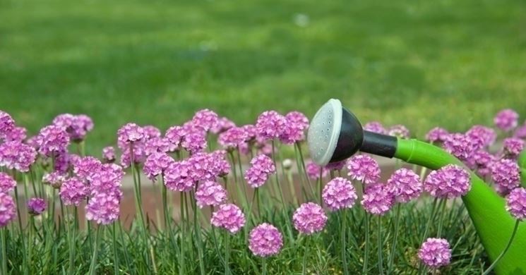 Irrigazione fiori
