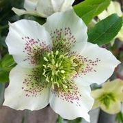 helleborus orientalis