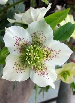 helleborus orientalis