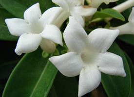 Gelsomino  -  Jasminum polyanthum