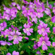 malva moschata