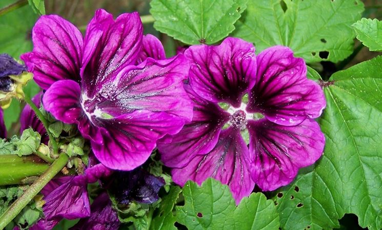 fiore malva