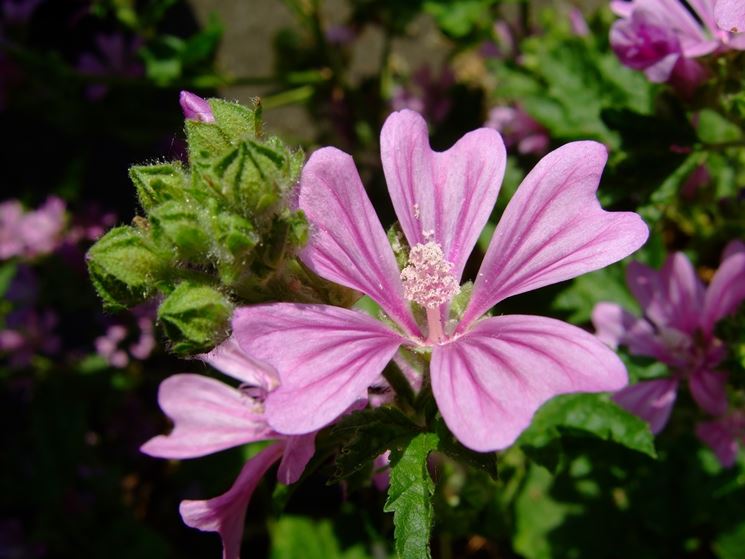 malva fiore