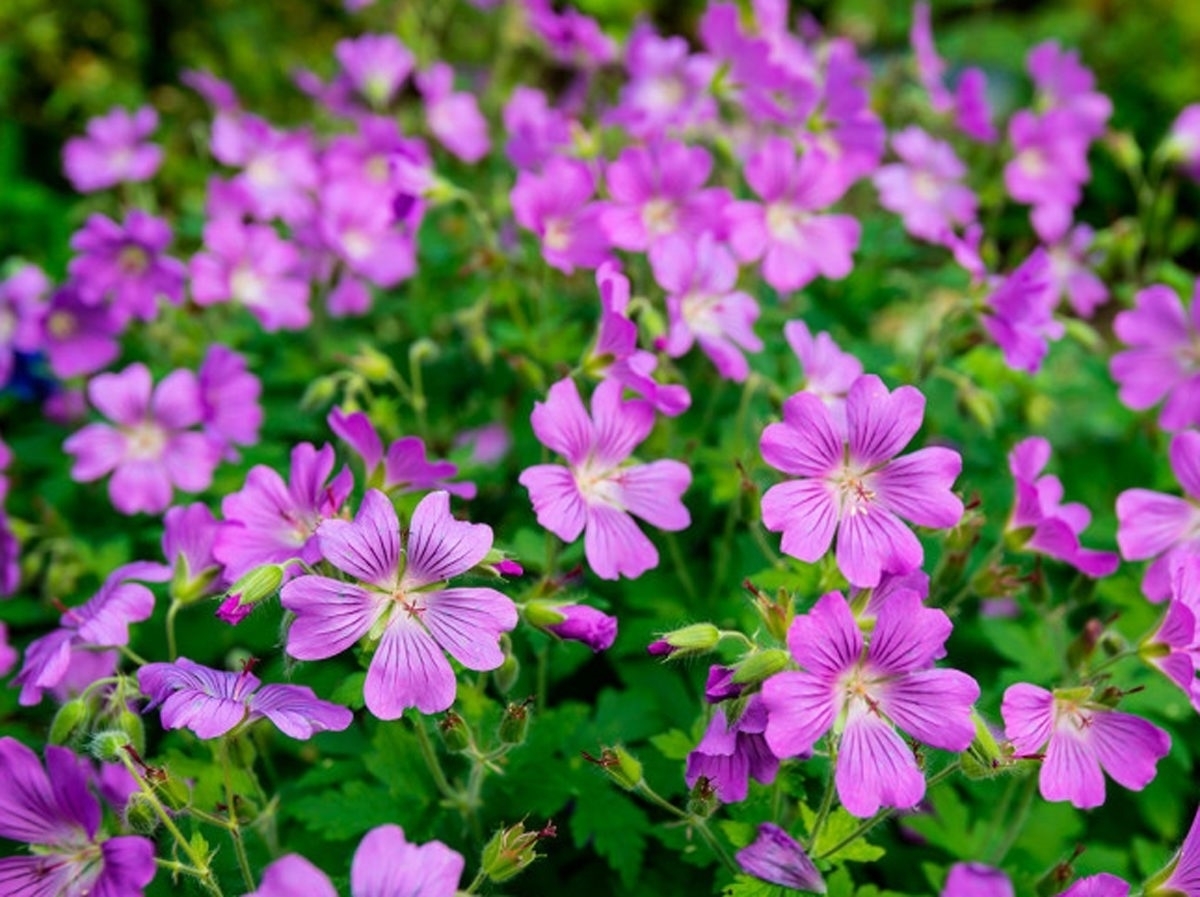 Malva comune - Malva - Malva - Fiori di campo - Malva ...