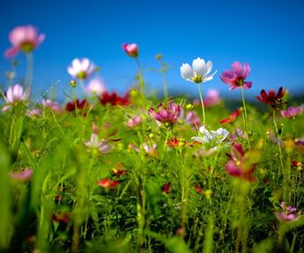 Fiori di campo