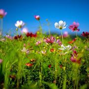 fiori di campagna