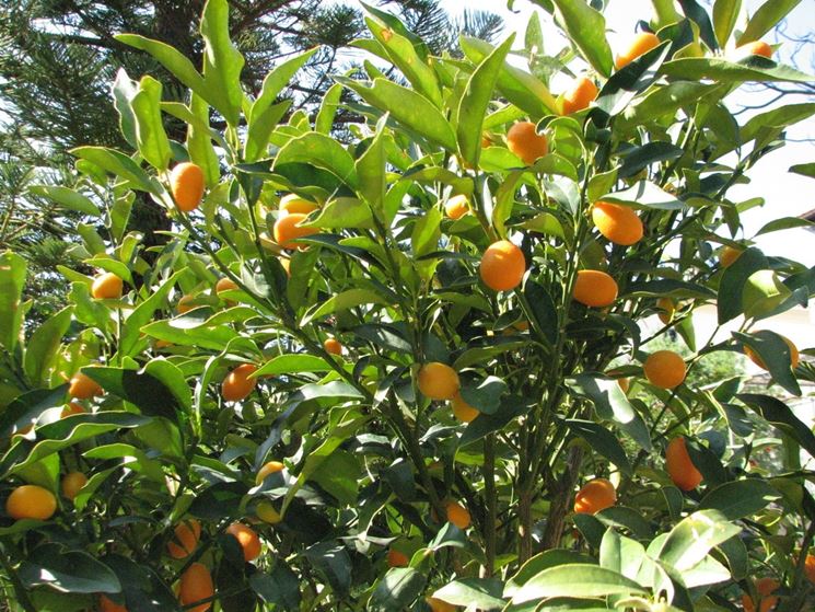 kumquat